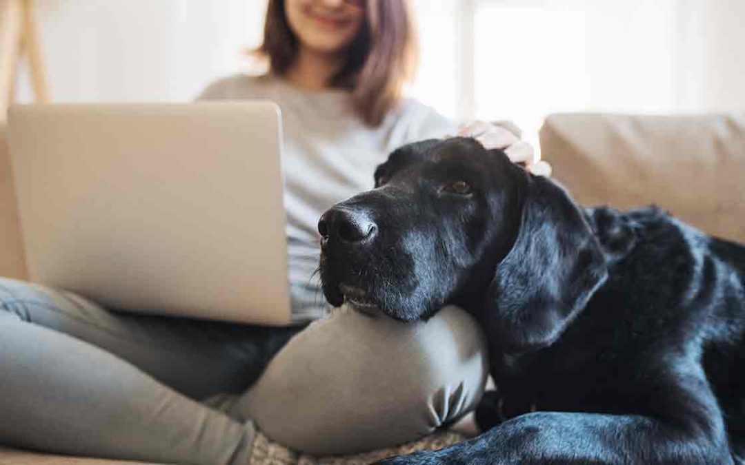 Mascotas y Salud Mental psicólogos